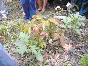 COMUNIDAD_YINES_11
