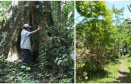 EL ESPIRITU DE LAS “PLANTAS SOLDADO” EN LA COSMOVISION AMAZONICA DE MADRE DE DIOS- PERU
