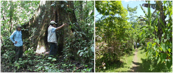 EL ESPIRITU DE LAS “PLANTAS SOLDADO” EN LA COSMOVISION AMAZONICA DE MADRE DE DIOS- PERU